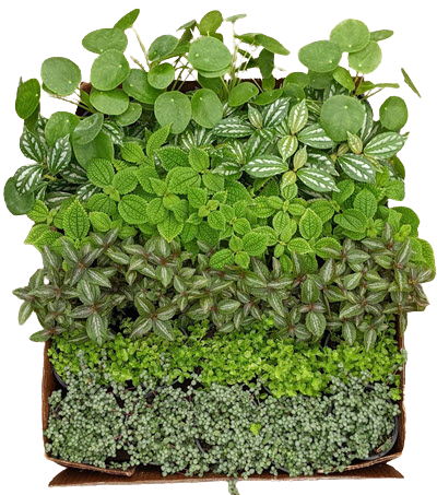 Pilea Assortment